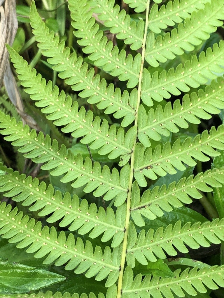 Dương xỉ thường