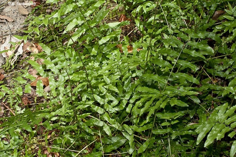 Ráng thư dực đâm chồi