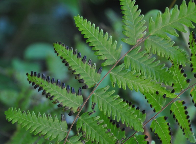 Bòng bong nhiều bông