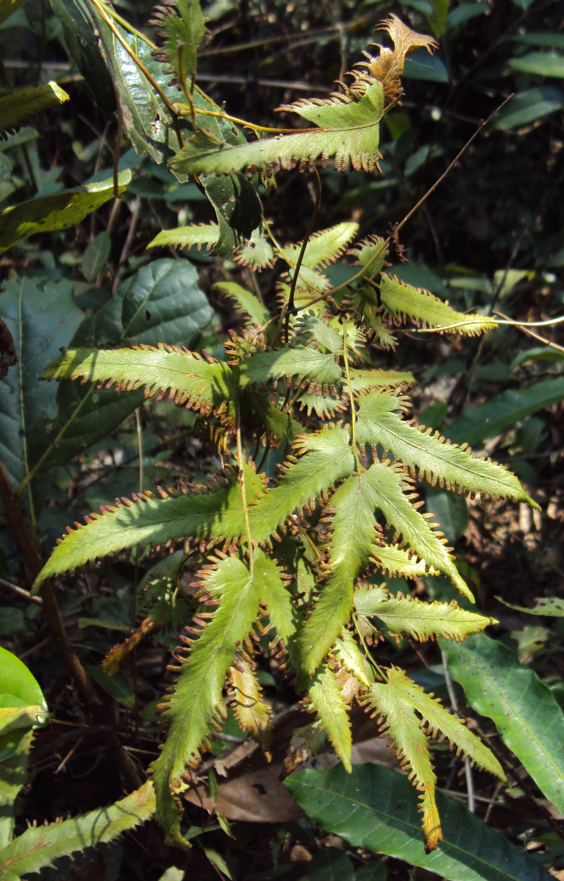 Bòng bong lá nhỏ