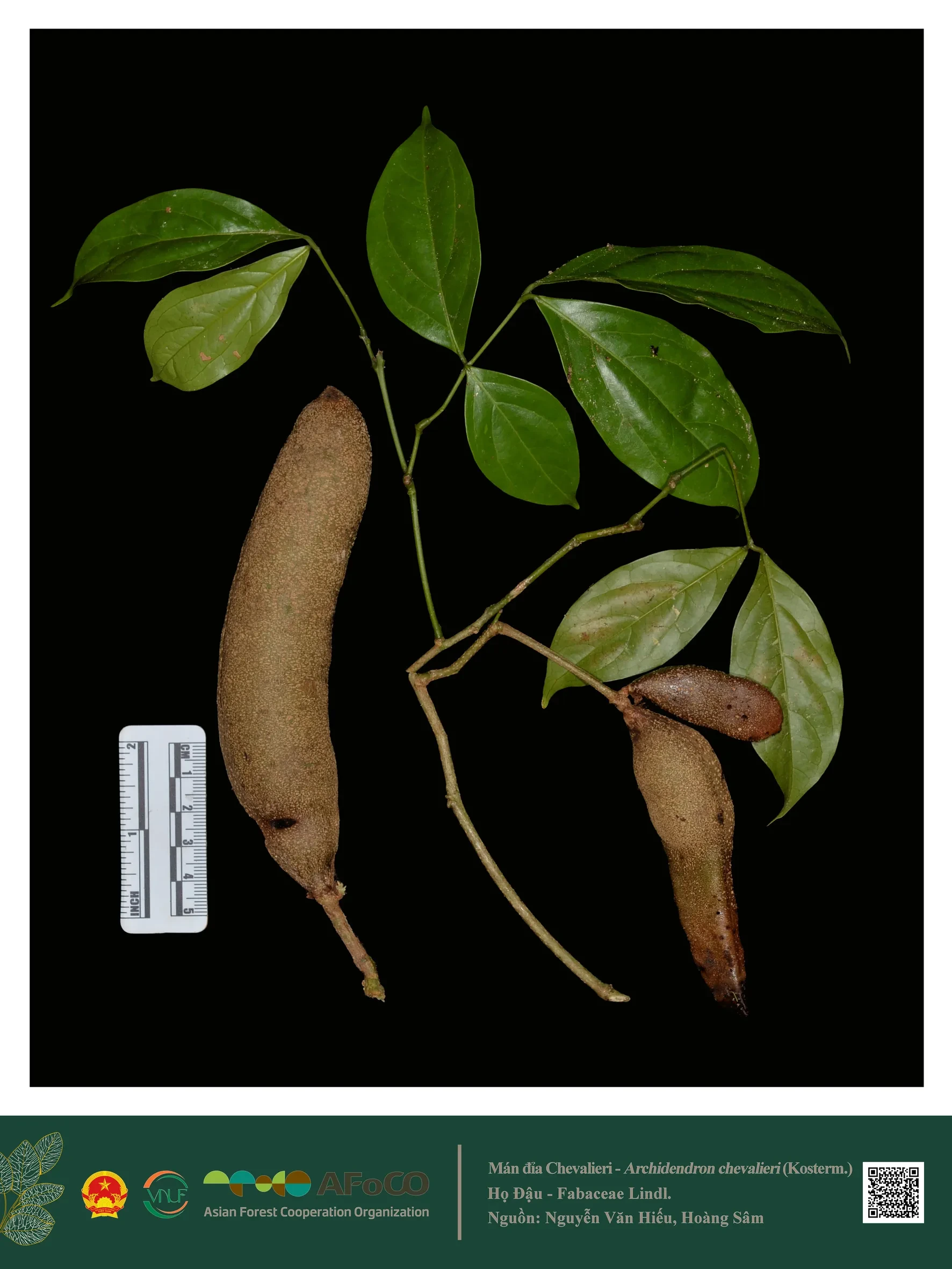 Mán đỉa Chevalieri